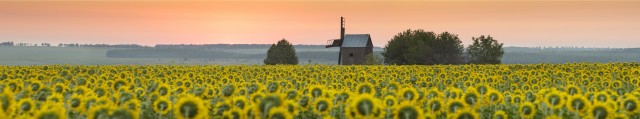 Sunflower field in Ukraine