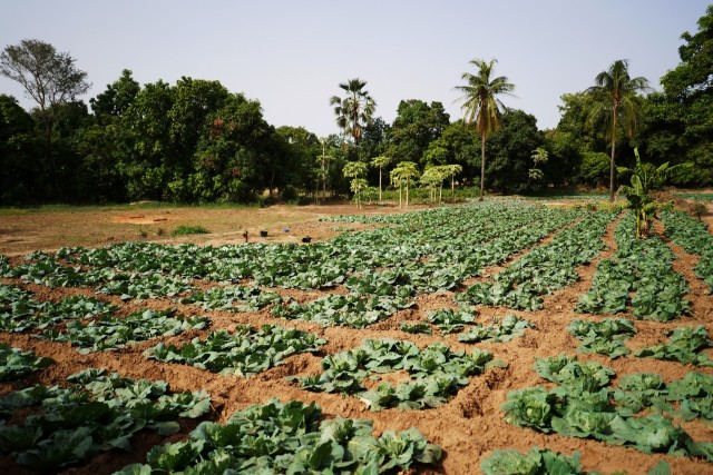 Leaf vegetables in West-Africa