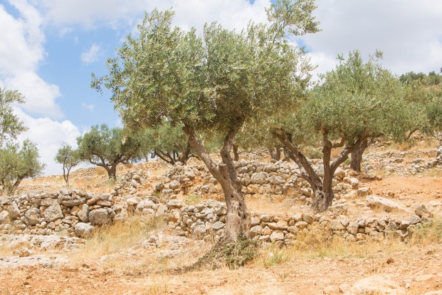 Olive trees near Ramallah, Palestine
